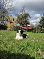 Border collie pups, Parvo, 8 tot 15 weken, Collie, Meerdere