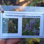 Paulownia tomentosa P9 - Anna Paulowna Boom, Ophalen