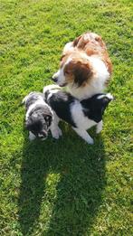 Friese stabij kruising x  kooiker pups laatste pup, Parvo, Overige rassen, 8 tot 15 weken, Meerdere dieren