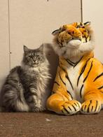 Mainecoon, Dieren en Toebehoren, Katten en Kittens | Raskatten | Langhaar, Kater, Gechipt