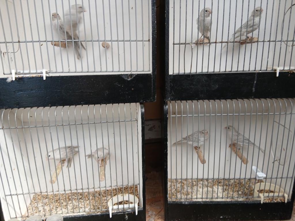 8 kanaries voor in de buitenvoliere, Dieren en Toebehoren, Vogels | Kanaries, Meerdere dieren, Kleurkanarie