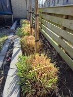 Pampus gras te koop nog 3 aanwezig!  Wees erbij!, Tuin en Terras, Ophalen of Verzenden