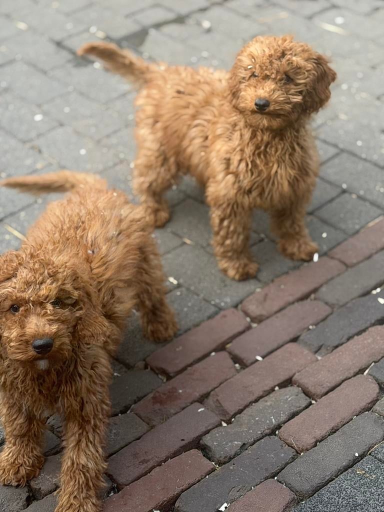 Maltipoo pups, maltezer x toy poedel, Parvo, Nederland, Overige rassen, 8 tot 15 weken