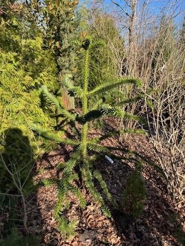 Araucaria apenboom, Volle zon, Vaste plant, Bloeit niet, Ophalen