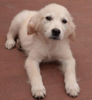 Golden retriever pups (teefjes) beschikbaar voor biedingen