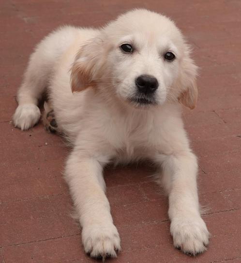 Golden retriever pups (teefjes), Dieren en Toebehoren, Honden | Retrievers, Spaniëls en Waterhonden, Teef, Golden retriever, Fokker | Professioneel