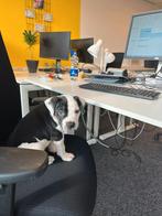Americanbully pupps, Dieren en Toebehoren, Parvo, 8 tot 15 weken, Bulldog, Meerdere