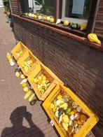 Sierfruit en pompoenen, vanaf €050. Alleen verkoop aan huis., Ophalen