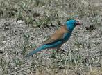 Koppel Blauwkop Blauwfazant beschikbaar, Meerdere dieren, Overige soorten