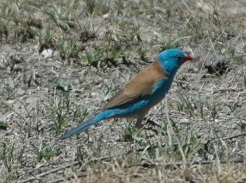 Koppel Blauwkop Blauwfazant beschikbaar, Dieren en Toebehoren, Pluimvee, Overige soorten, Meerdere dieren