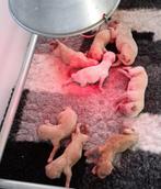 Labradoodle pups, Dieren en Toebehoren, Honden | Retrievers, Spaniëls en Waterhonden, Rabiës (hondsdolheid), Overige rassen, 8 tot 15 weken