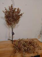 Eucalyptus zijde plant, Ophalen of Verzenden