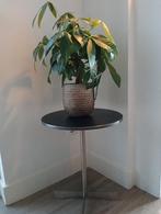 Bloempot met plant, Ophalen, Rond, Zo goed als nieuw, Aardewerk