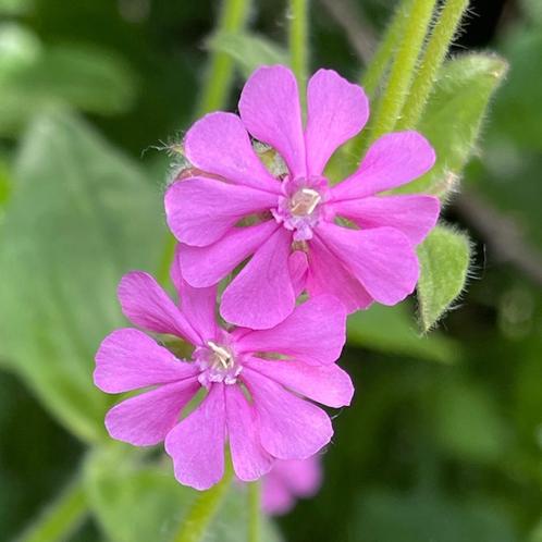 Zaden dagkoekoeksbloem (Silene dioica) - inheems, Tuin en Terras, Bloembollen en Zaden, Zaad, Voorjaar, Volle zon, Verzenden