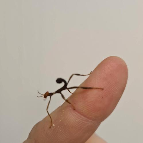 Extatosoma tiaratum eieren bruin en groen, Dieren en Toebehoren, Insecten en Spinnen, Overige soorten