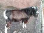 Toggenburger bokken, Dieren en Toebehoren, Mannelijk, Geit, 0 tot 2 jaar
