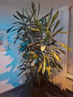 Dracaena kamerplant met zwarte pot - 240cm hoog, Ophalen, Halfschaduw, 200 cm of meer