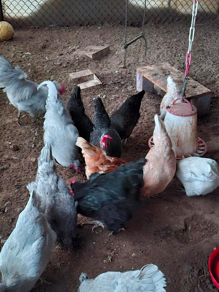 Broedeieren  van groenleggers, Dieren en Toebehoren, Pluimvee, Kip, Geslacht onbekend