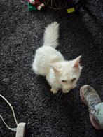 Fantastisch lieve kat zoekt gouden mandje, Poes