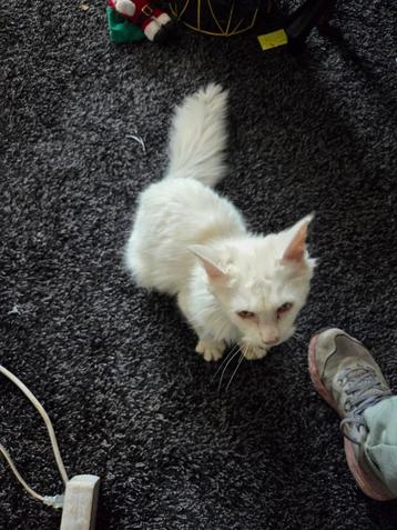 Fantastisch lieve kat zoekt gouden mandje beschikbaar voor biedingen