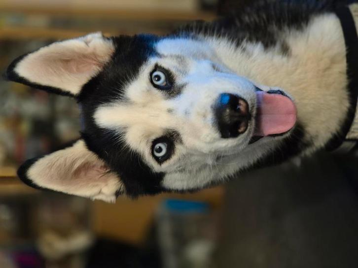 Knappe reu  spoed, Dieren en Toebehoren, Overige Dieren, Mannelijk, December