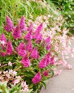 Buddleja Butterfly Candy 'Little Cerise'| dwergvlinderstruik, Ophalen of Verzenden, Overige soorten, Volle zon