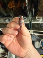 Hypancistrus yudja / l174 jongen, Ophalen of Verzenden, Overige typen