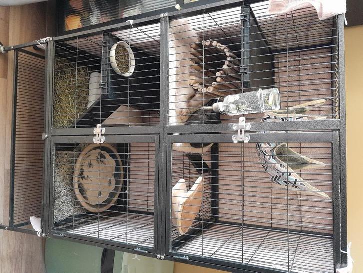 2 vrouwtjes Chinchilla's, Dieren en Toebehoren, Knaagdieren, Vrouwelijk, Chinchilla, November, Tam