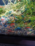 Mix garnalen, Dieren en Toebehoren, Vissen | Aquariumvissen, Kreeft, Krab of Garnaal