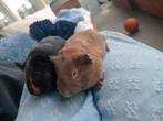 Caviaatjes mannetje en vrouwtje, Dieren en Toebehoren, Knaagdieren, Cavia, Meerdere dieren, Tam, September