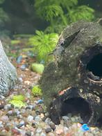 Garnalen weet niet welke soorten, Kreeft, Krab of Garnaal