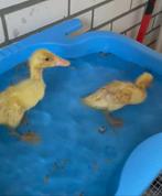 Jonge Indische loopeend pullen, Geslacht onbekend, Eend