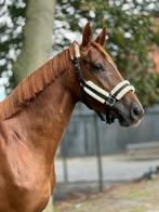 Mooie 3 jarige kwpn merrie!, Dieren en Toebehoren, Merrie