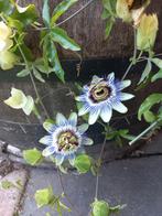 Passiebloem stekjes inclusief potje. Voor KWF Pink ribbon, Ophalen, Volle zon, Vaste plant, Klimplanten