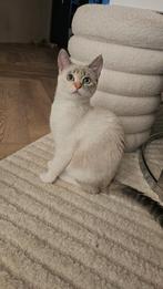 Britse korthaar X ragdoll 2 zusjes blauwe ogen, Dieren en Toebehoren, Katten en Kittens | Raskatten | Langhaar, Poes, Gechipt