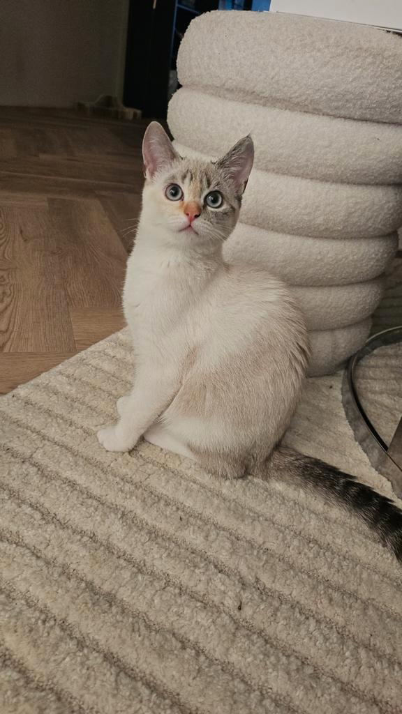 Britse korthaar X ragdoll 2 zusjes blauwe ogen, Dieren en Toebehoren, Katten en Kittens | Raskatten | Langhaar, Poes, Gechipt