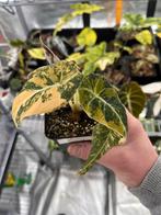 Alocasia Black Velvet Aurea Gold Variegata, Huis en Inrichting, Kamerplanten, Overige soorten, In pot, Minder dan 100 cm, Bloeiende kamerplant