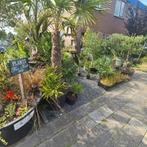 Plantenverkoop kraam Voorhuis Altijd Betaalbare verschillend, Ophalen of Verzenden, Zomer, Overige soorten, Halfschaduw
