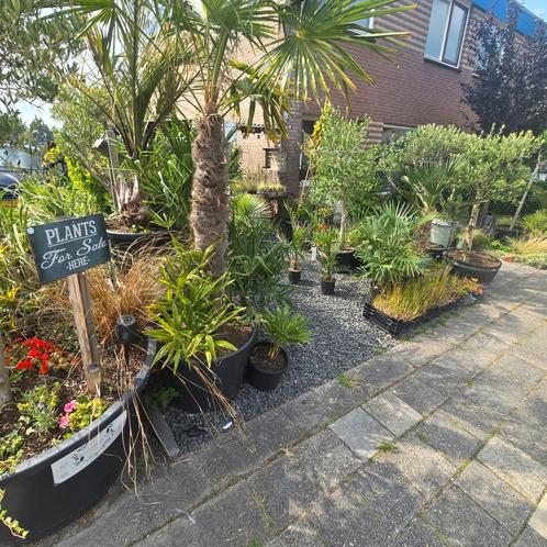 Plantenverkoop kraam Voorhuis Altijd Betaalbare verschillend, Tuin en Terras, Planten | Tuinplanten, Overige soorten, Halfschaduw