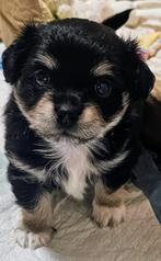 Lief chihuahua reutje zoekt een warm mandje!, Dieren en Toebehoren, Honden | Chihuahua's en Gezelschapshonden, België, Particulier