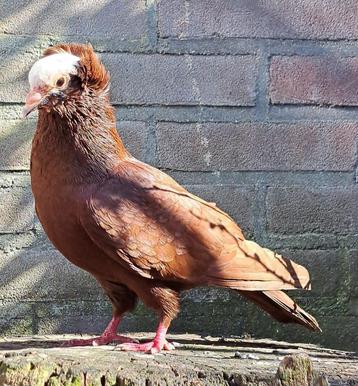 Dhaka zoekt een huisje! (Sierduif) beschikbaar voor biedingen