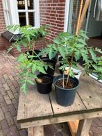 Moestuin tomatenplanten / tomatenplant / tomatenstekjes, Tuin en Terras, Planten | Tuinplanten, Ophalen, Volle zon, Groenteplanten