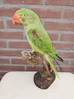 Prachtige opgezette grote Alexander parkiet ( vrouw ), Ophalen of Verzenden, Nieuw, Vogel, Opgezet dier