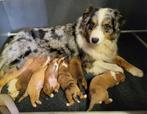 Australian Shepherd x Nova  Scotia Duck Tolling Retriever, Dieren en Toebehoren, Overige rassen, CDV (hondenziekte), 8 tot 15 weken