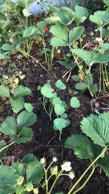 Oost Indische kers planten  beschikbaar voor biedingen