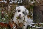 Australian Shepherd Pups, Dieren en Toebehoren, Honden | Herdershonden en Veedrijvers, Sheepdog, 8 tot 15 weken, Meerdere, Meerdere dieren