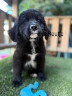 Newfoundlander kruising pups, 8 tot 15 weken, Groot, CDV (hondenziekte), Meerdere