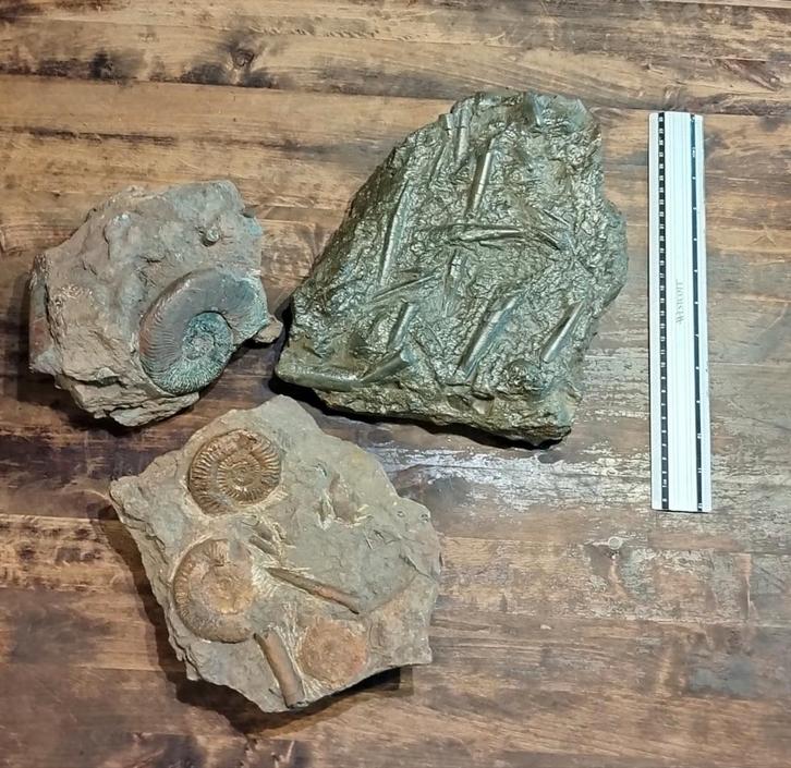 3 prachtige grote fossielen, Verzamelen, Mineralen en Fossielen, Fossiel, Ophalen of Verzenden