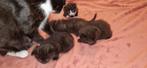 Zeer lieve kittens zoeken een thuis, Dieren en Toebehoren, Meerdere dieren