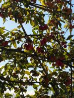 Lei appelboom, Tuin en Terras, Planten | Bomen, Leiboom, Lente, 250 tot 400 cm, Ophalen